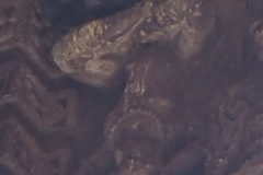 Dabhoi Daṇḍapadmāsana